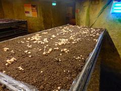 149 MUSEE DU CHAMPIGNON A  SAUMUR 2016 2_000034